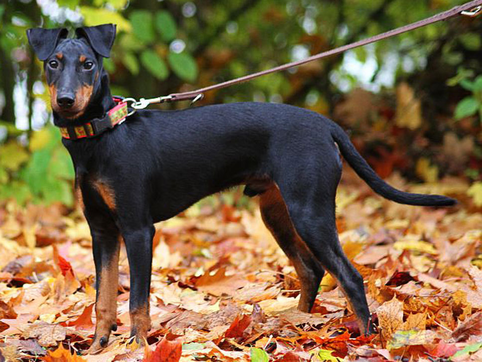 Manchester Terrier | Hunde-Treffpunkt