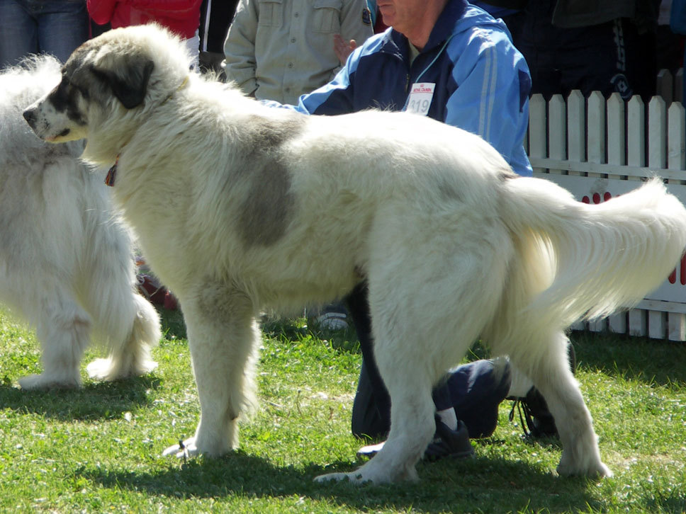 Ciobănesc Românesc De Bucovina Hunde Treffpunkt