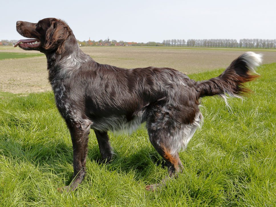 Großer Münsterländer Vorstehhund | Hunde-Treffpunkt