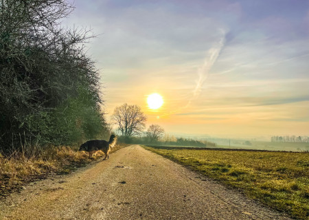 Mit dem Hovi beim Abendspaziergang